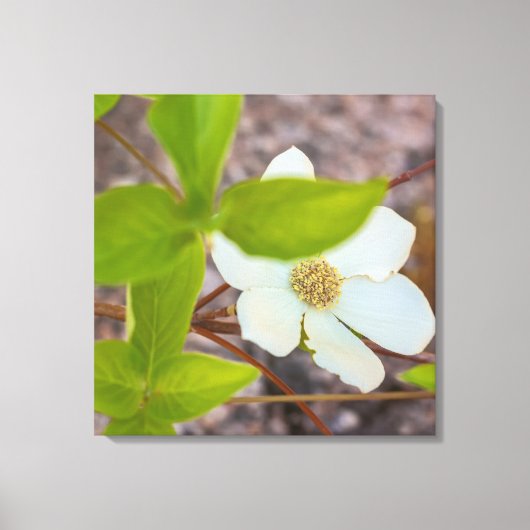 Dogwood Leinwanddruck (Vorderseite)