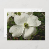 Dogwood Post Card Postkarte (Vorne/Hinten)
