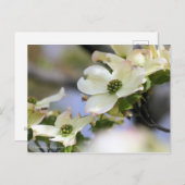 Dogwood (Postcard) Postkarte (Vorne/Hinten)