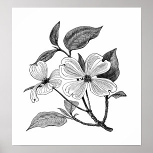 Dogwood Poster