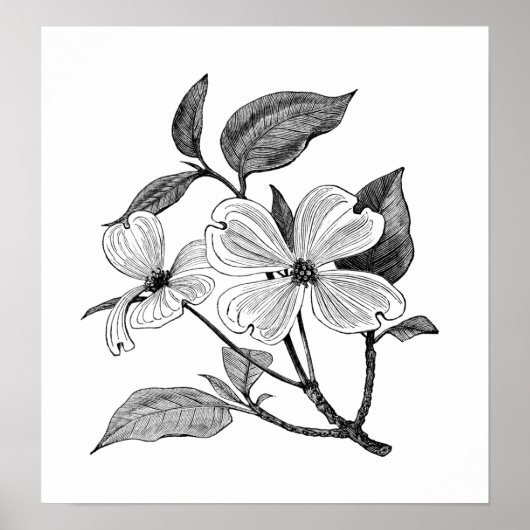 Dogwood Poster (Vorne)