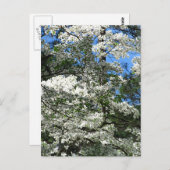 Dogwood Postkarte (Vorne/Hinten)