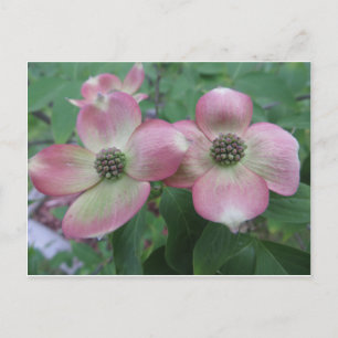 Dogwood Postkarte