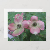 Dogwood Postkarte (Vorne/Hinten)
