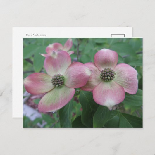 Dogwood Postkarte (Vorne/Hinten)