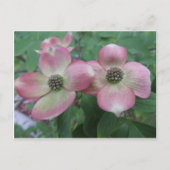 Dogwood Postkarte (Vorderseite)