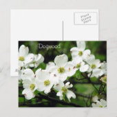 Dogwood Postkarte (Vorne/Hinten)