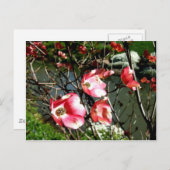 Dogwood Postkarte (Vorne/Hinten)