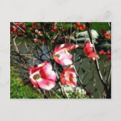 Dogwood Postkarte (Vorderseite)