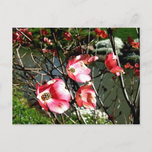 Dogwood Postkarte (Vorderseite)
