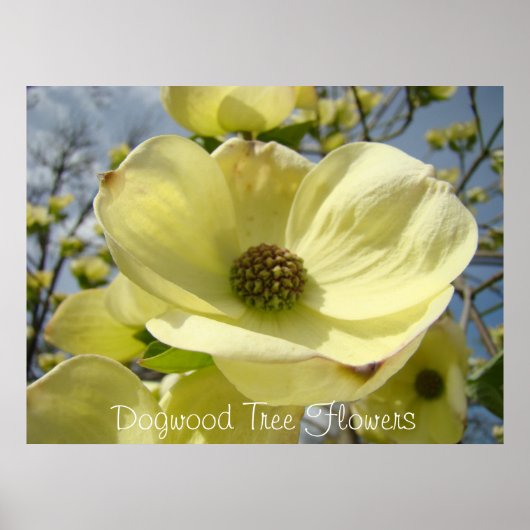 Dogwood Tree Blume Kunstdrucke Gelbe Hunde Poster (Vorne)