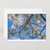 Dogwood Tree Blume, Ohio Postkarte (Vorne/Hinten)