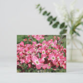 Dogwood Tree in Bloom Postkarte (Stehend Vorderseite)