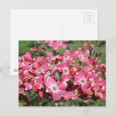 Dogwood Tree in Bloom Postkarte (Vorne/Hinten)