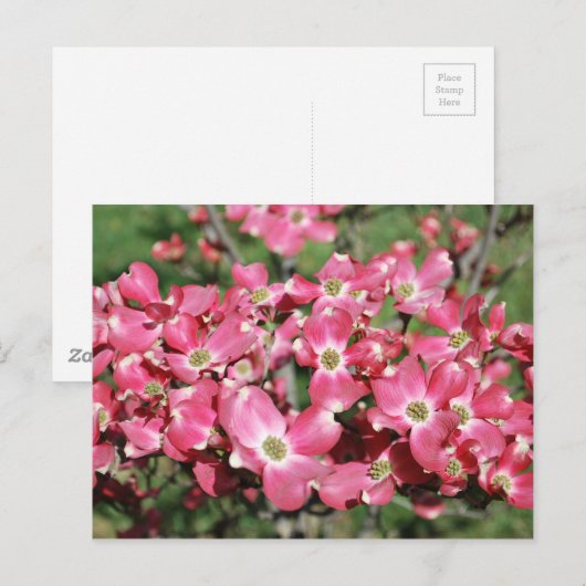 Dogwood Tree in Bloom Postkarte (Vorne/Hinten)
