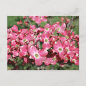 Dogwood Tree in Bloom Postkarte (Vorderseite)