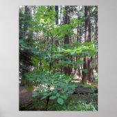 Dogwood Tree Poster (Vorne)