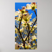Dogwood Tree Poster (Vorne)