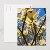 Dogwood Tree Postkarte (Vorne/Hinten)