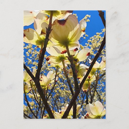 Dogwood Tree Postkarte (Vorderseite)