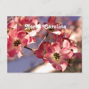 Dogwood Tree Postkarte