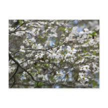 Dogwood Tree Weiße Blume Blüten