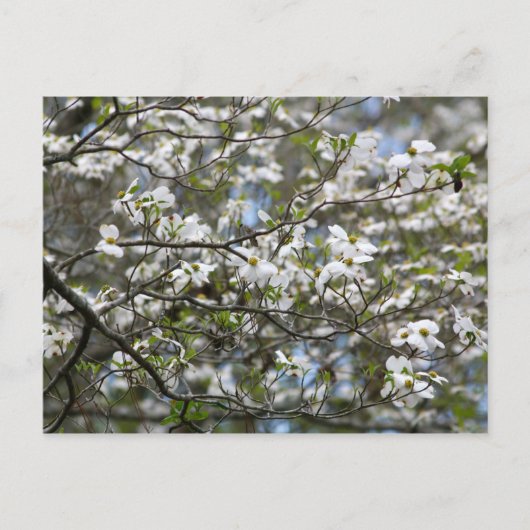 Dogwood Tree Weiße Blume Blüten Postkarte (Vorderseite)