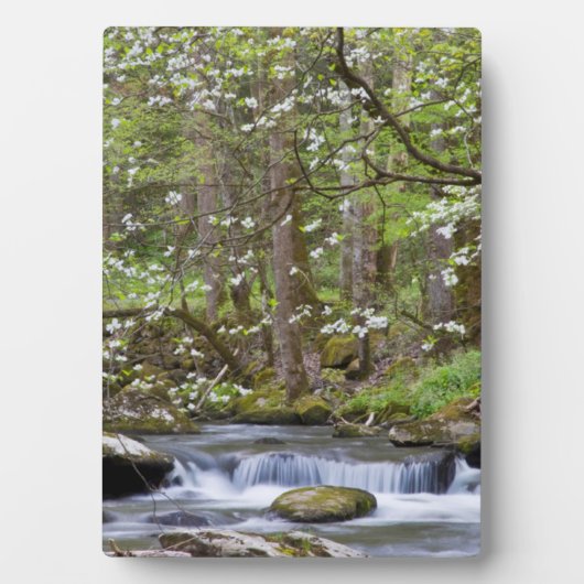 Dogwood Trees | Großer Smoky-Berg, Tennessee Fotoplatte (Vorderseite)