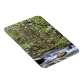 Dogwood Trees | Großer Smoky-Berg, Tennessee Magnet (Rechte Seite)