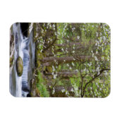 Dogwood Trees | Großer Smoky-Berg, Tennessee Magnet (Horizontal)