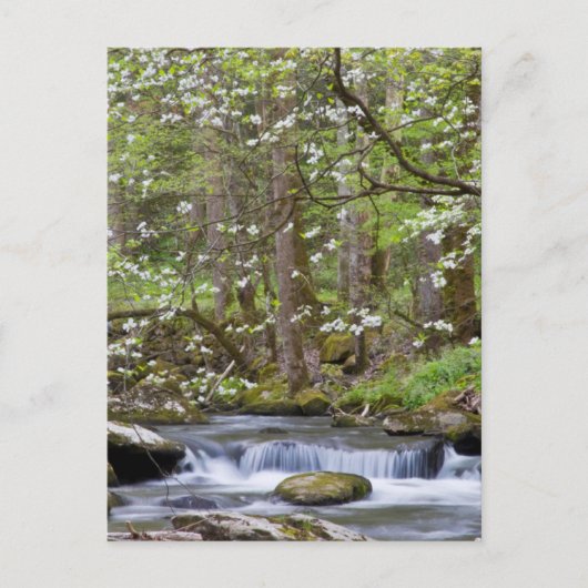 Dogwood Trees | Großer Smoky-Berg, Tennessee Postkarte (Vorderseite)
