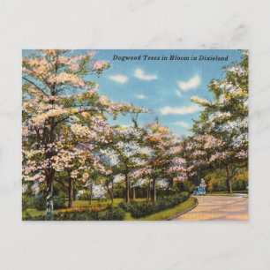 Dogwood Trees in Dixieland Postkarte