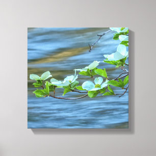 Dogwoods blühen durch das Wasser Leinwanddruck