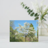 Dogwoods Postkarte (Stehend Vorderseite)
