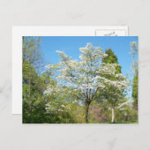 Dogwoods Postkarte (Vorne/Hinten)