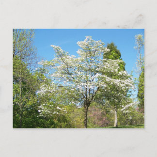 Dogwoods Postkarte