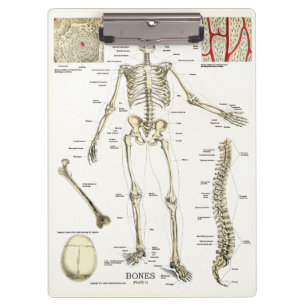 Doktoren Office Skeleton Anatomy Clipboard Klemmbrett