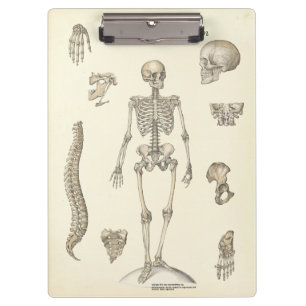 Doktoren Office Skeleton Anatomy Clipboard Klemmbrett