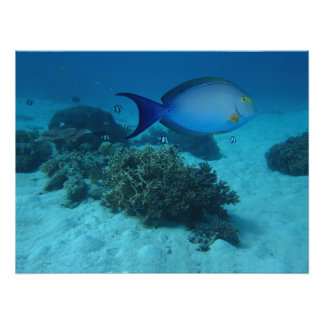 Doktorfisch Fotodruck