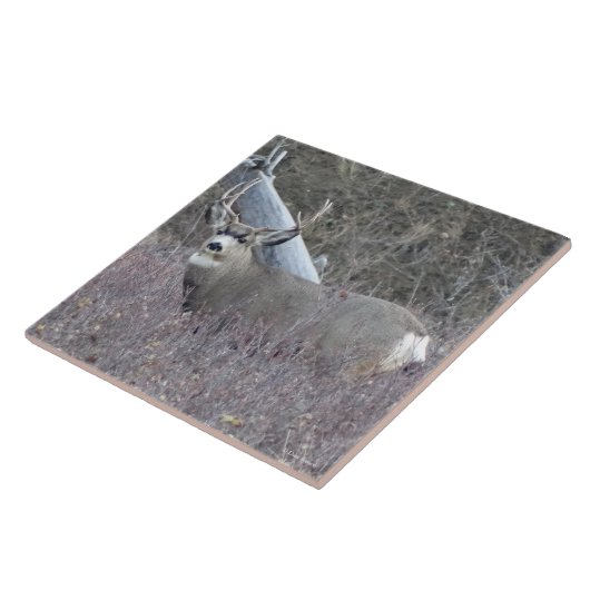 Dollar des Maultierhirsch-D32 Fliese (Seite)