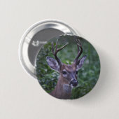 Dollar Floridas Whitetailed Button (Vorne & Hinten)