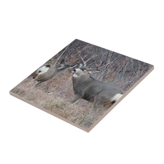 Dollar und Damhirschkuh des Maultierhirsch-D29 Fliese (Seite)