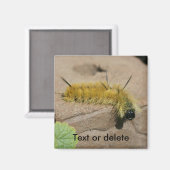 Dollarmottenraupe Natur Personalisiert Magnet (Vorderseite/Rückseite)