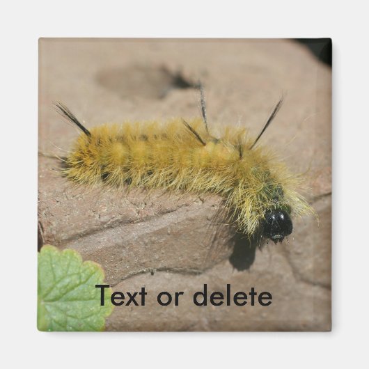 Dollarmottenraupe Natur Personalisiert Magnet (Vorne)