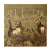 Dollars des Maultierhirsch-D30 Fliese (Vorderseite)