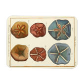 Dollars-Edelsteine Magnet (Horizontal)