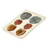 Dollars-Edelsteine Magnet (Linke Seite)