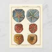 Dollars-Edelsteine Postkarte (Vorderseite)