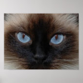 DOLLEN SIE DIE RAGDOLL CAT POSTER (Vorne)