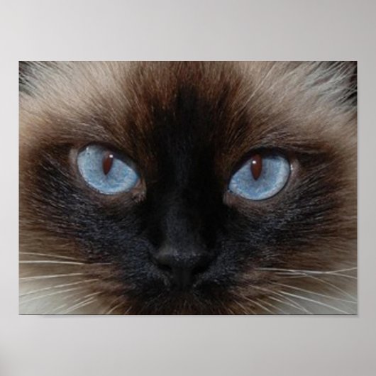 DOLLEN SIE DIE RAGDOLL CAT POSTER (Vorne)